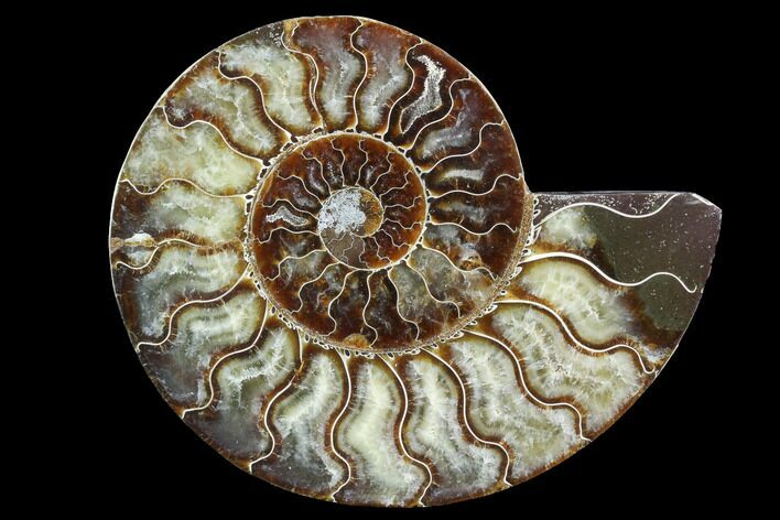 Cut Ammonite Fossil (Half) - Agatized #97742